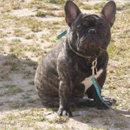 Fransk bulldog Albert