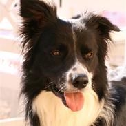 Border collie Murphy