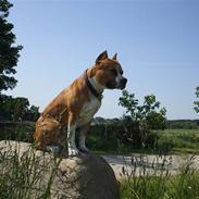 Amerikansk staffordshire terrier Knight Goodfree (king)
