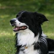 Border collie Murphy
