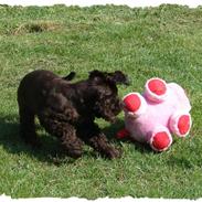 Cocker spaniel Choko