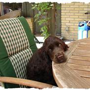 Cocker spaniel Choko