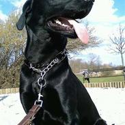 Blanding af racer Frigo