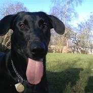 Blanding af racer Frigo