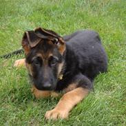 Schæferhund Team Rapi Excess