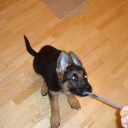 Schæferhund Team Rapi Excess