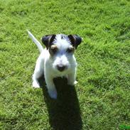 Jack russell terrier freja<3