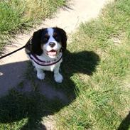 Cavalier king charles spaniel Emma