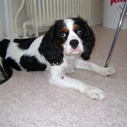 Cavalier king charles spaniel Emma