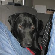 Labrador retriever Basse