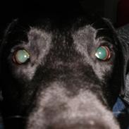 Labrador retriever Basse