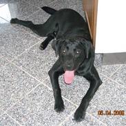 Labrador retriever Basse