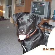 Labrador retriever Basse