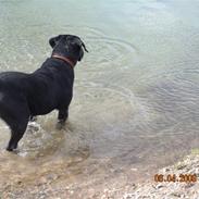 Labrador retriever Basse