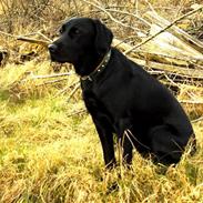 Labrador retriever Sally Sunshine (formel 1)
