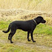 Labrador retriever Sally Sunshine (formel 1)