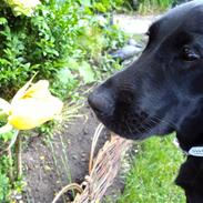 Labrador retriever Sally Sunshine (formel 1)