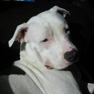 Amerikansk staffordshire terrier Mickey *My Baby**RIP*