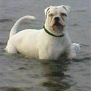 Amerikansk bulldog ***Milo*** himmelhund