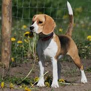 Beagle **Zila**