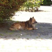 Chihuahua Coco Chopard von Sichlau