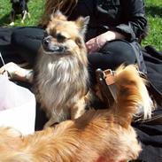 Chihuahua Coco Chopard von Sichlau