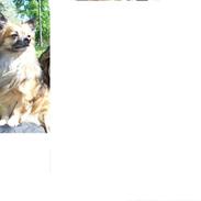 Chihuahua Coco Chopard von Sichlau