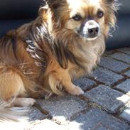 Chihuahua Coco Chopard von Sichlau