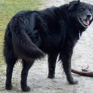 Border collie Turbo