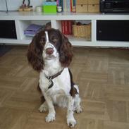 Engelsk springer spaniel Hannibal