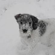 Blanding af racer Eddie