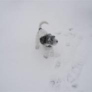 Blanding af racer Eddie