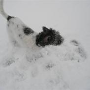 Blanding af racer Eddie