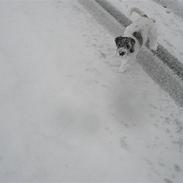 Blanding af racer Eddie