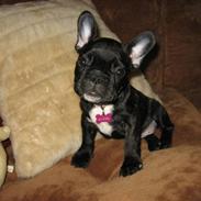 Fransk bulldog Maggie