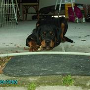Rottweiler Xinka's Casko (R.I.P)