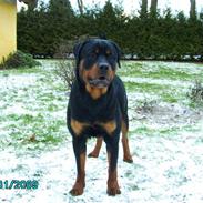 Rottweiler Xinka's Casko (R.I.P)