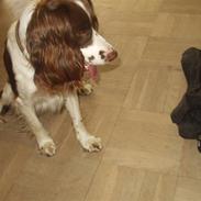 Engelsk springer spaniel Hannibal