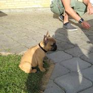 Fransk bulldog **Bosco**