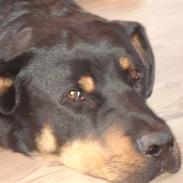 Blanding af racer Basse (bamse)R.I.P