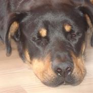 Blanding af racer Basse (bamse)R.I.P