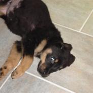 Blanding af racer Basse (bamse)R.I.P