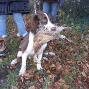 Engelsk springer spaniel Hannibal