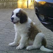 Sankt bernhardshund Cæsar