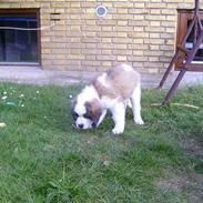 Sankt bernhardshund Cæsar