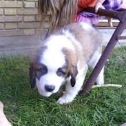 Sankt bernhardshund Cæsar