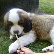 Sankt bernhardshund Cæsar