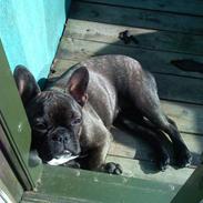 Fransk bulldog Bella