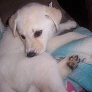 Blanding af racer Nala