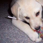 Blanding af racer Nala